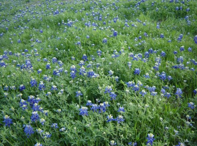 Field summer flowers in blue images.JPG