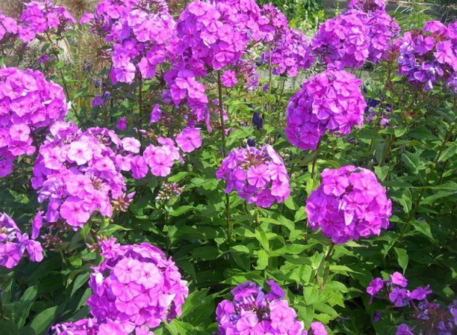Garden summer flowers picture of purple pink Phlox Paniculata flowers.JPG
