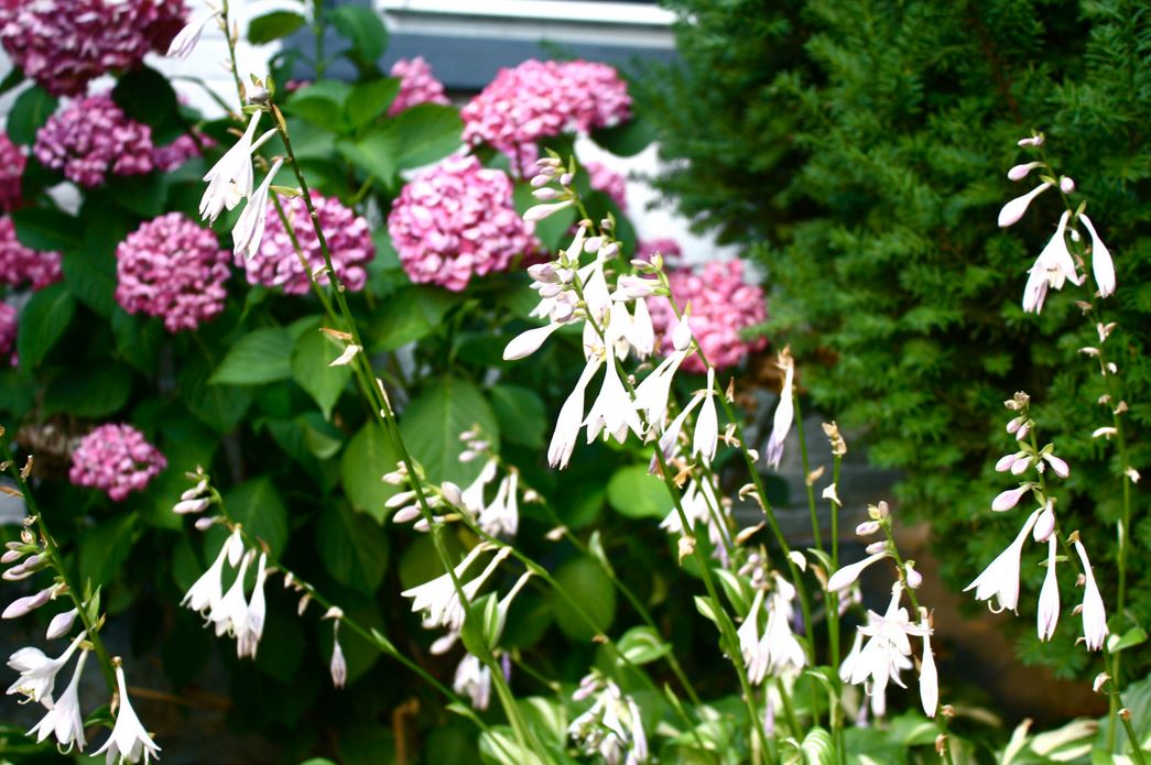 Garden summer flowers pictures.JPG