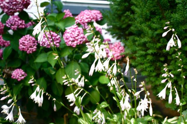 Garden summer flowers pictures.JPG