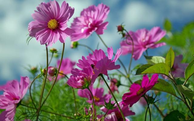 Pictures of summer flowers in pink.JPG