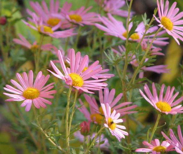 Pink daisies feild summer flowers images.JPG