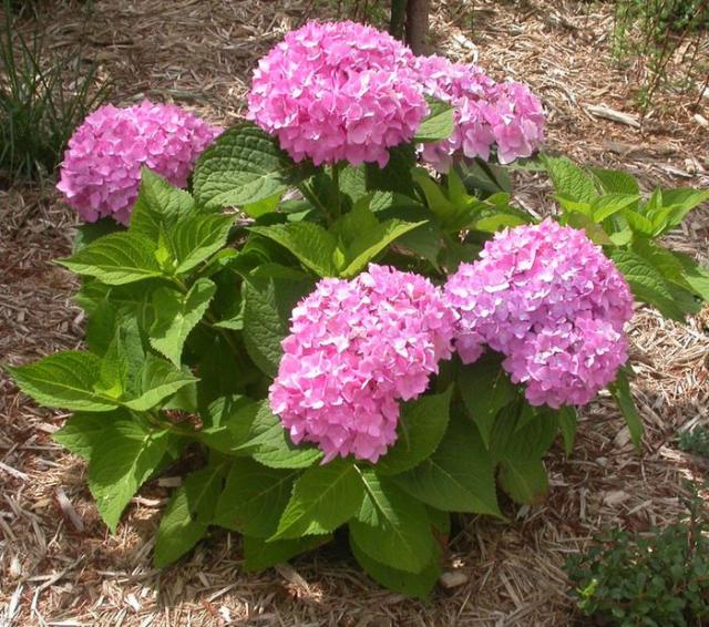 Pink Hydrangea flowers blooming beautifully on summer garden.JPG