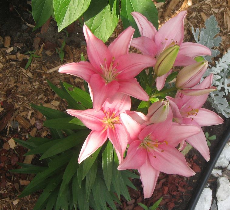 Pink lilies flowers photos.JPG