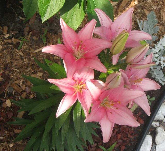 Pink lilies flowers photos.JPG