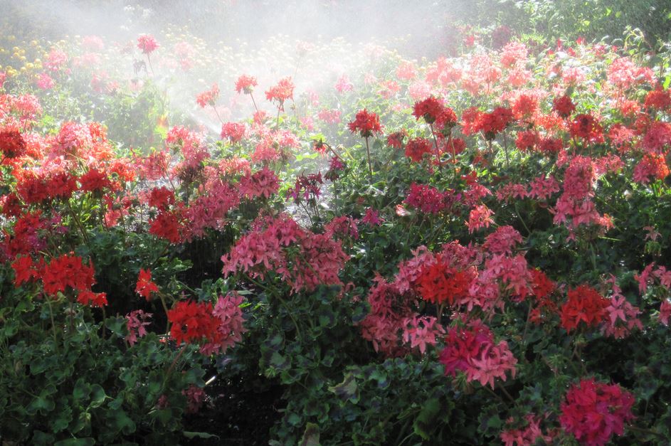 Pink red summer flowers pictures.JPG