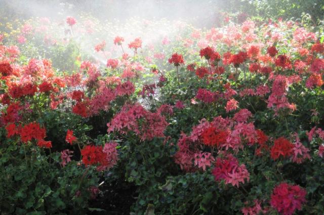 Pink red summer flowers pictures.JPG