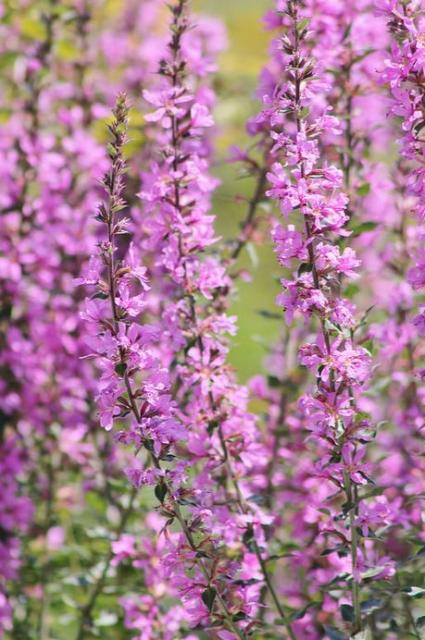 pink wild flowers.JPG
