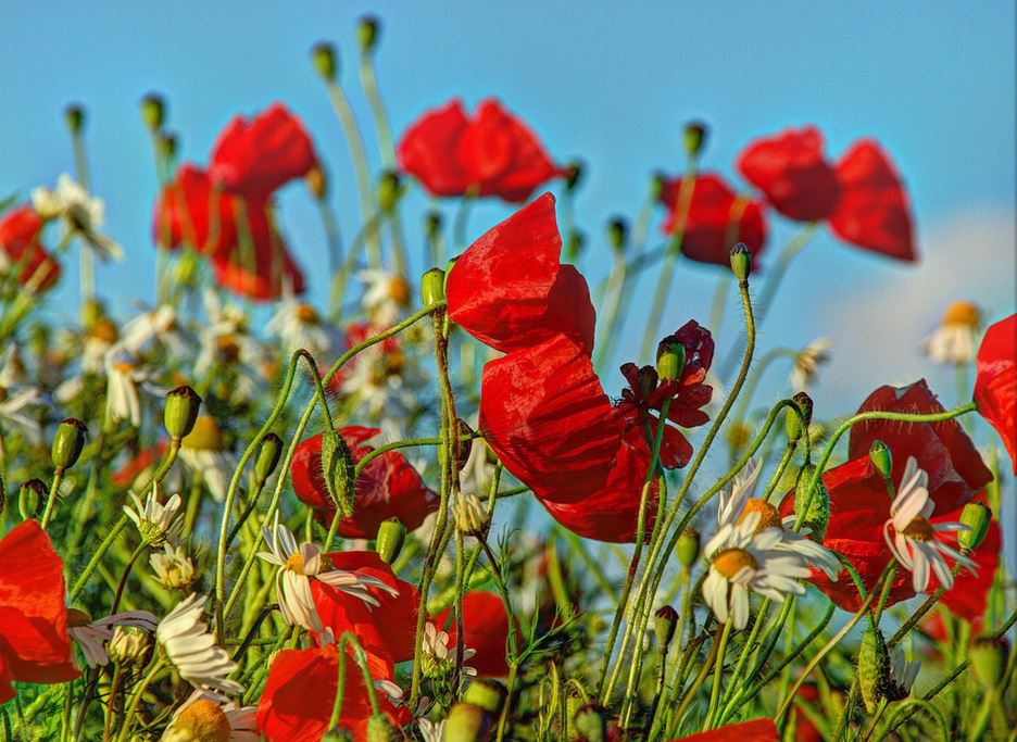 pops wild flowers.JPG