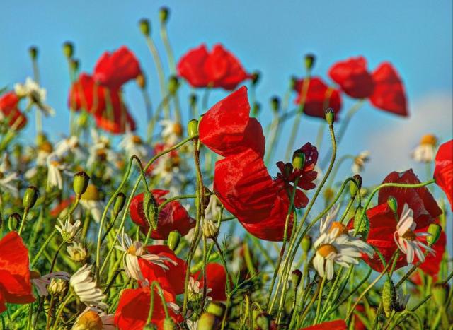 pops wild flowers.JPG