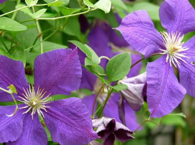 Purple Clematis flowers.JPG