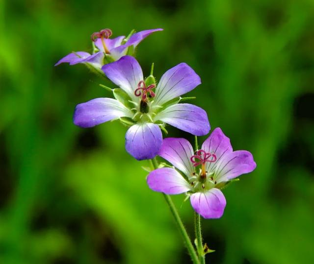 Purple summer flowers picture.JPG
