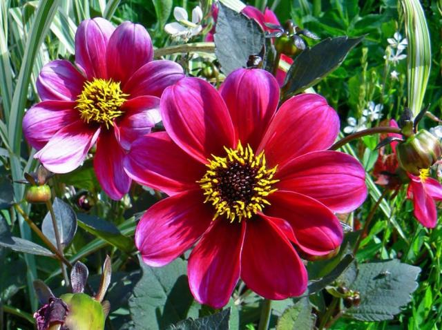 Redish pink summer garden flowers photos.JPG