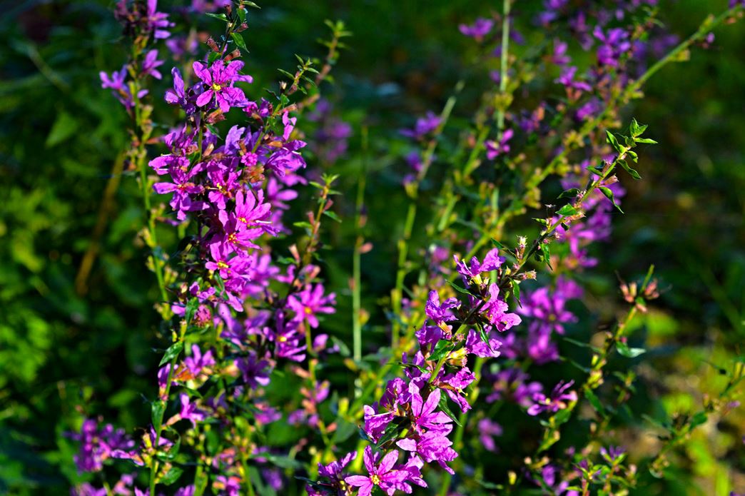 Small purple summer flowers photos.JPG
