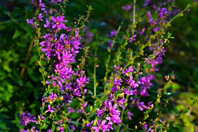 Small purple summer flowers photos.JPG