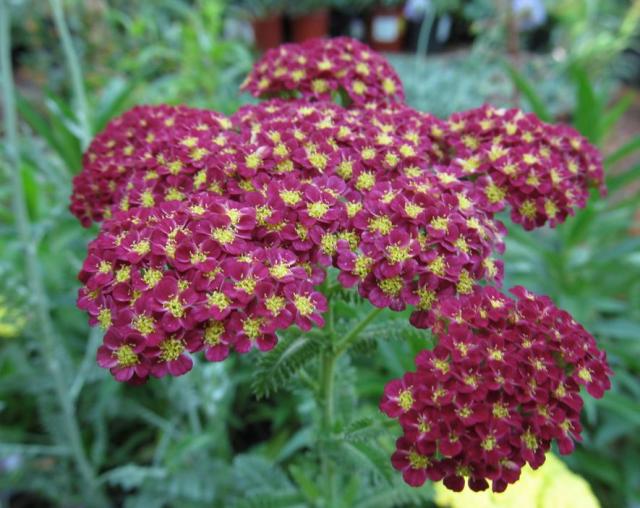 Summer flowers Achillea pictures.JPG