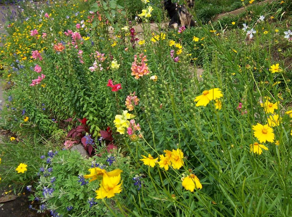 Summer flowers beds pictures.JPG