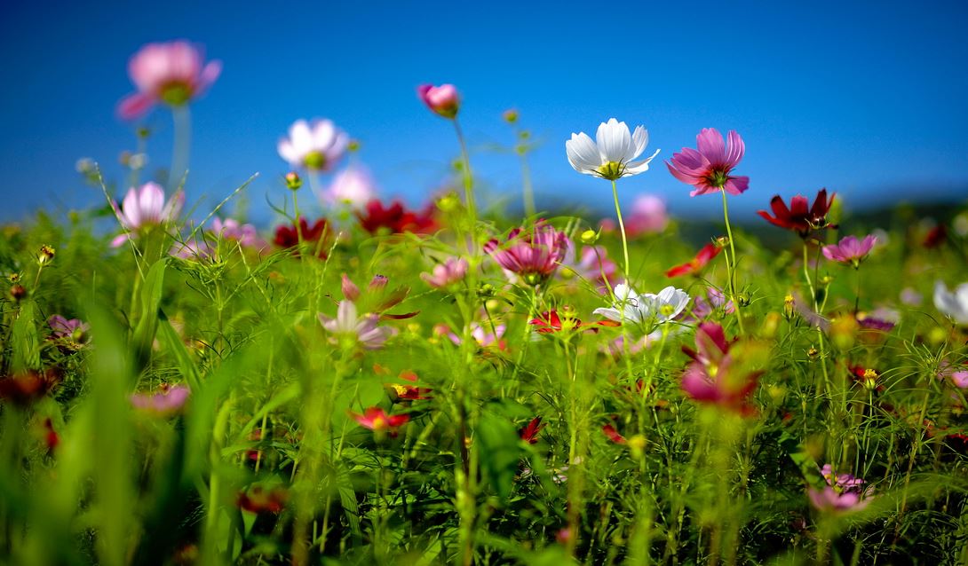 Summer flowers field pictures.JPG
