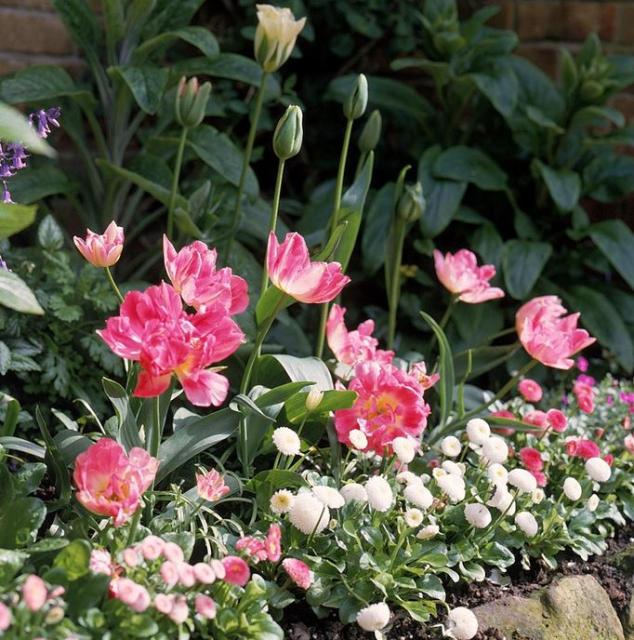 Summer flowers garden pictures.JPG