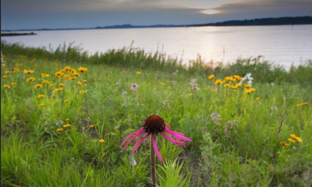 Summer flowers with beautiful wild flowers photos.JPG