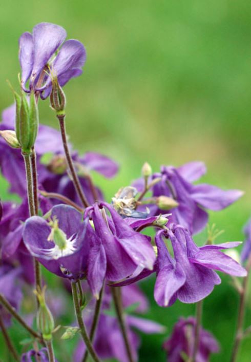 Summer purple flowers images.JPG