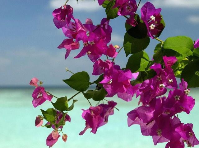 Tropical beach flowers in pink pictures.JPG