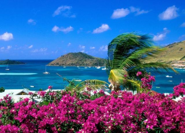 Tropical summer flowers photos.JPG