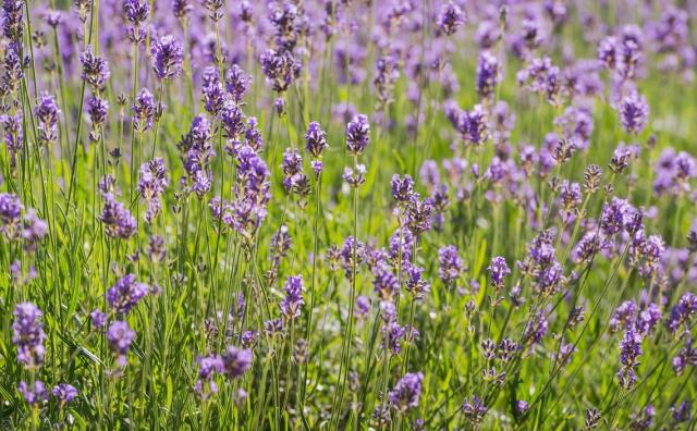 Violet Lavender flowers images.JPG