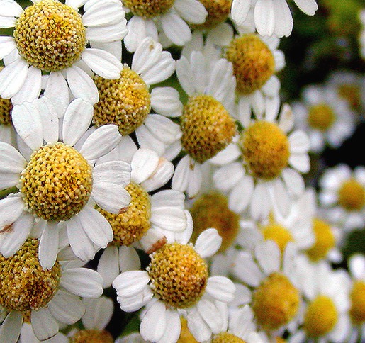 full of daisies.jpg