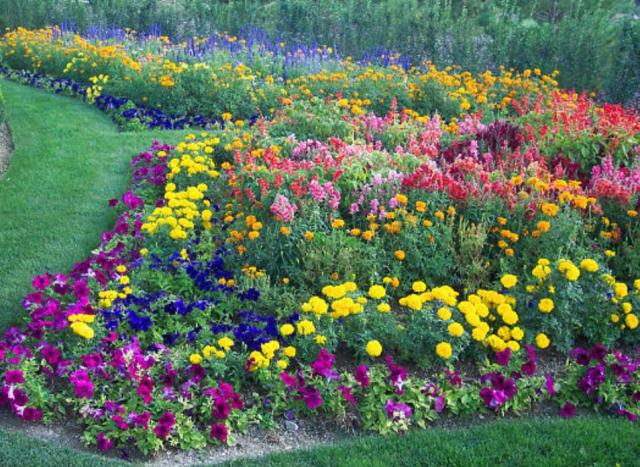 Beautiful summer garden with colorful flowers.JPG