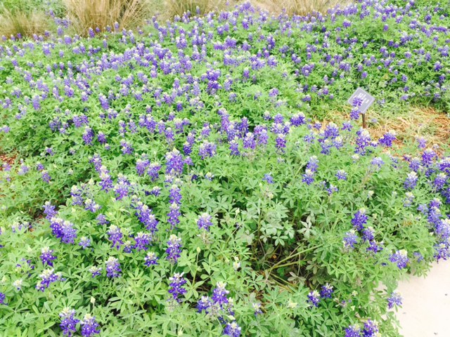 Bluebonnets blooming in Lady Bird Wild Flower Center 2015.jpg