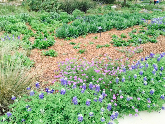 Lady Bird Wild Flower Center flowers blooming in Spring 2015.jpg
