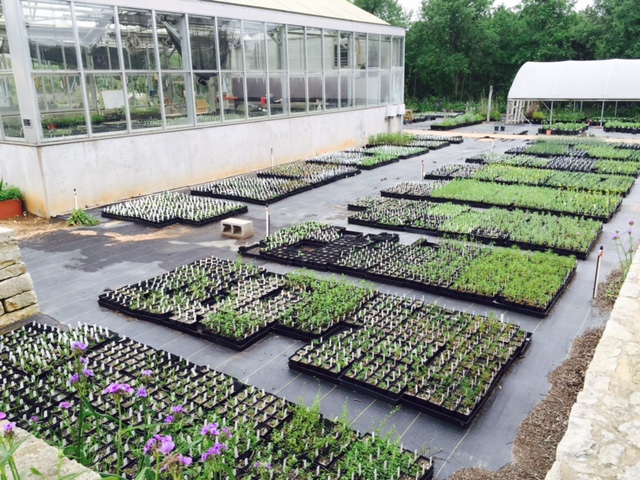 Lady Bird Wild Flower Center Spring nursery pictures.jpg