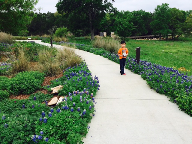 Lady Bird Wild Flower Center with blue bonnets blooming in Spring 2015.jpg