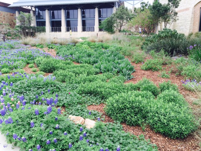 Lady Bird Wild Flower Center with bluebonnets blooming in Spring 2015.jpg