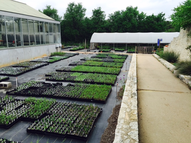 Nusery at Lady Bird Wildflower Center photo.jpg