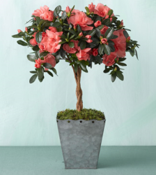 Picture of Martha Stewart Coral Azalea Topiary.PNG