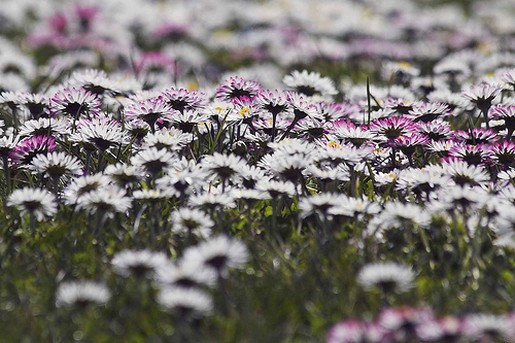 flowers field with daisies.jpg