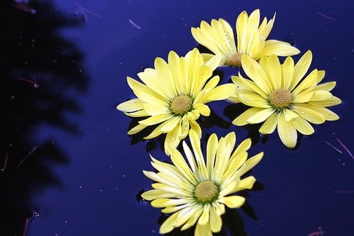 flowers daisy.jpg