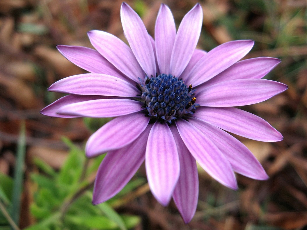 flower daisy in purple.jpg