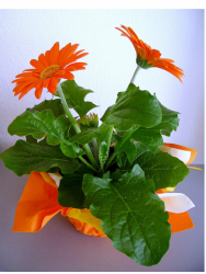 Inexpensive mother's day flowers Gerbera in orange.PNG