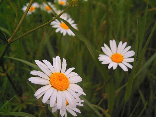 flower daisies.jpg