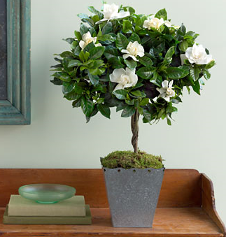 Martha Stewart Gardenia Topiary with square metal pot.PNG
