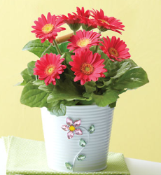 Pink Gerbera in a Jeweled Planter for mother's day.PNG