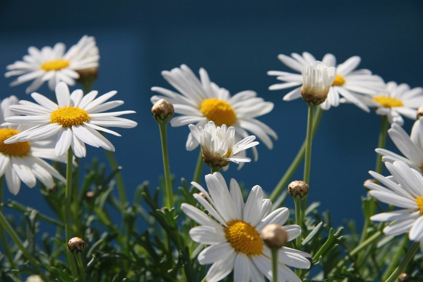 field of white daisy flowers pictures.jpg