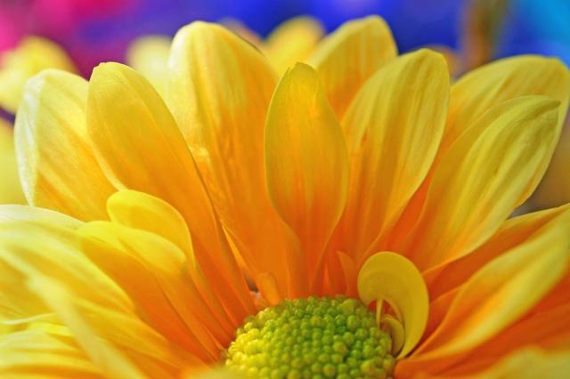 ectreme close up yellow daisy flower.jpg