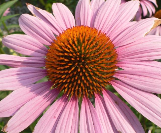 Echinacea Purpurea.jpg