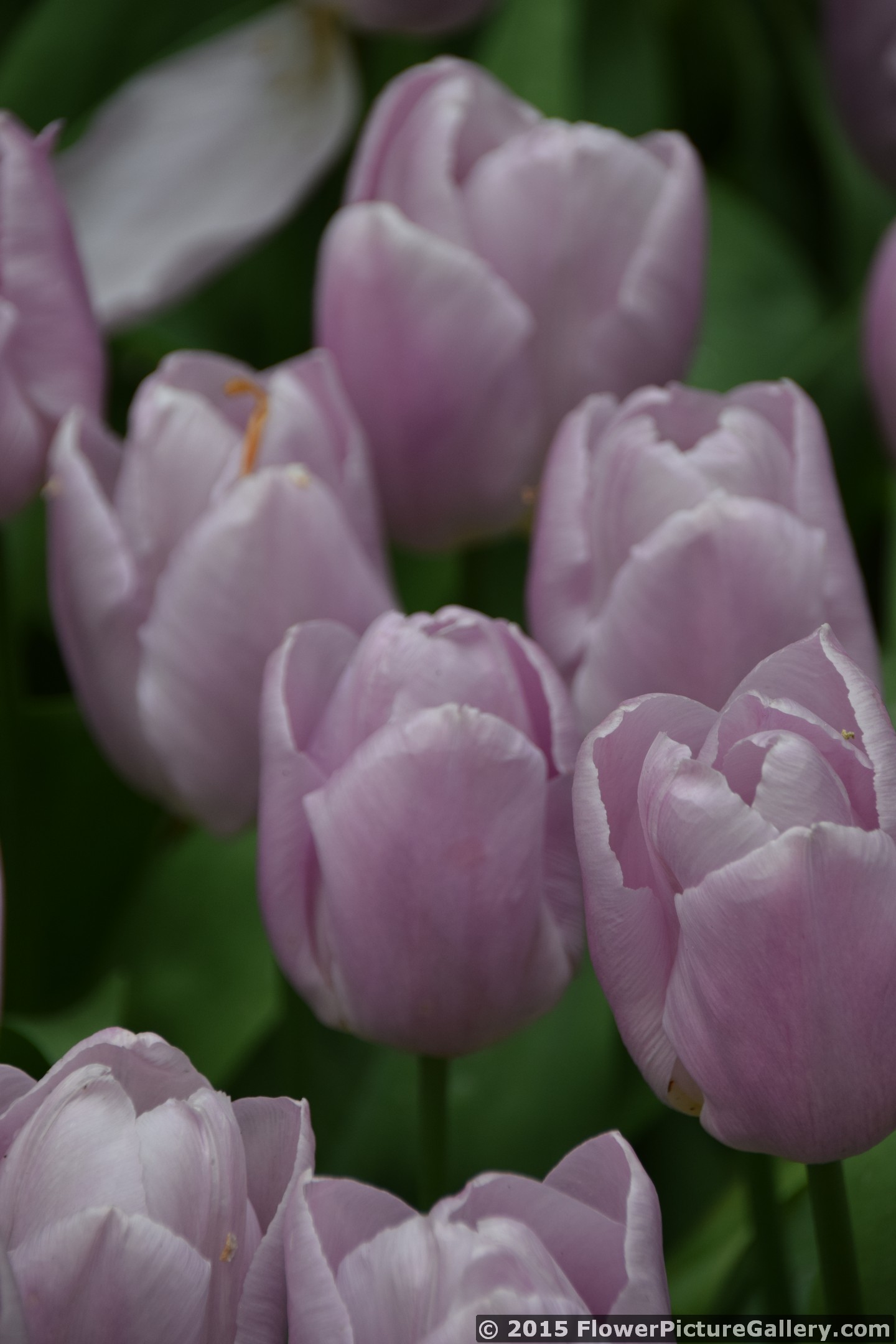 Candy Prince Tulips in Light Pink in Holland