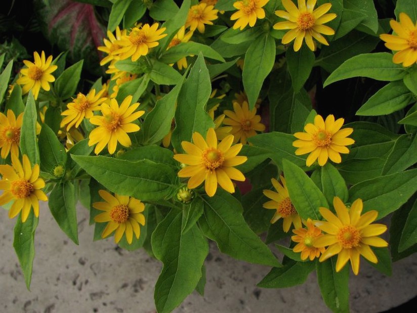 dark yellow daisy flowers.jpg