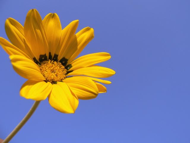 dark yellow daisy flower.jpg